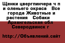 Щенки цвергпинчера ч/п и оленьего окраса - Все города Животные и растения » Собаки   . Архангельская обл.,Северодвинск г.